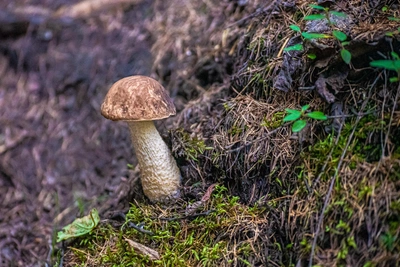 Chita Mushroom Season: Three Top Recipes