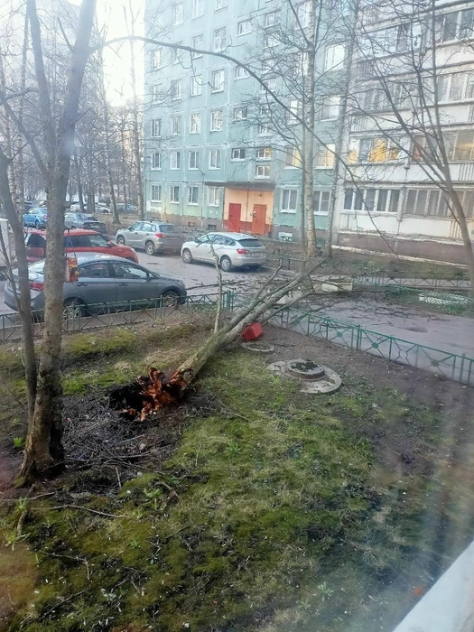 На Сиреневом бульваре дерево перегородило дорогу во дворе | Источник: ДТП и ЧП | Санкт-Петербург | Питер Онлайн | СПб