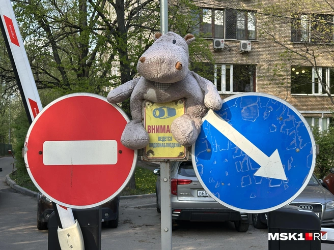 Бегемот неподалеку от кооператива | Источник: Андрей Кузнецов / MSK1.RU