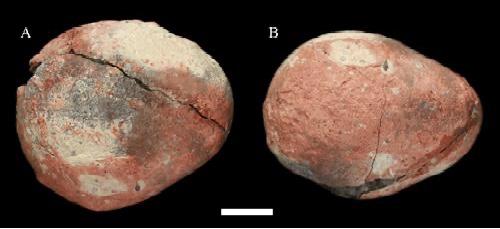 Предыдущие самые маленькие яйца динозавров Parvoblongoolithus jinguoensis, найденные в 2014 году