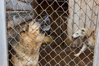 Родители погибшей девочки просят изменить закон о животных