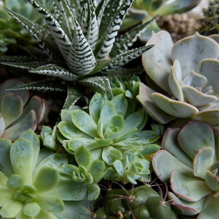 Источник: Flowwow