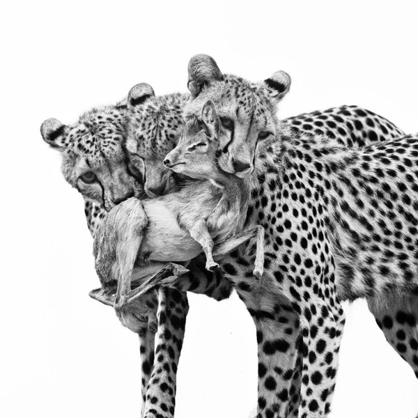 Источник: Marina Cano / WPOTY 2025