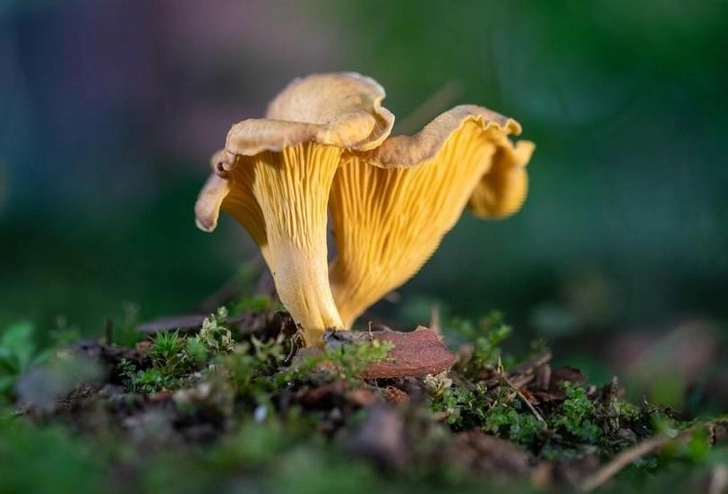 Источник: Tintila Corina/Shutterstock/Fotodom.ru