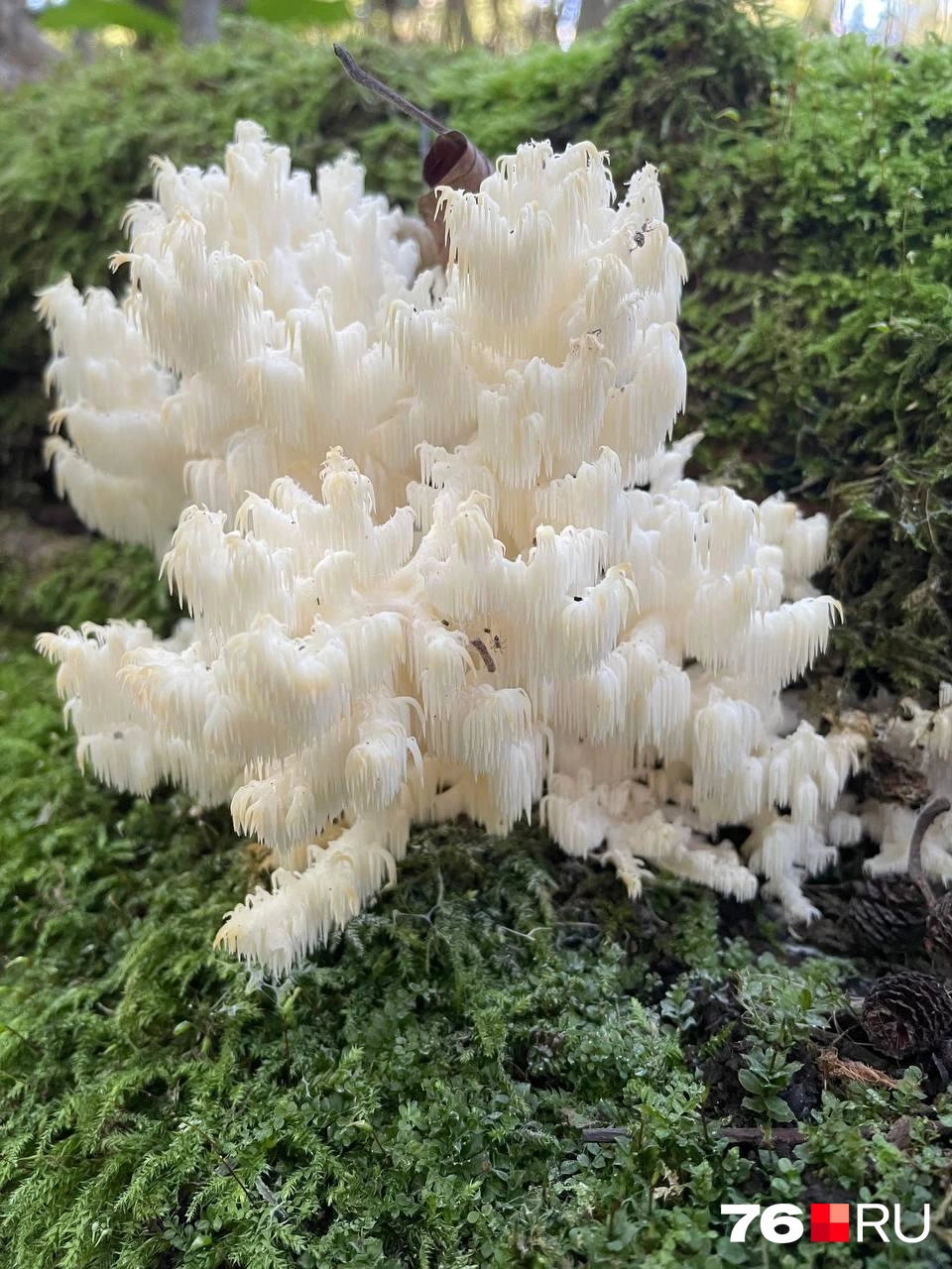 Необычный белый гриб называется Ежовик коралловидный, он занесен в Красную книгу Ярославской области | Источник: читатель 76.RU