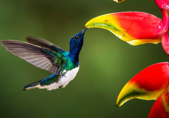 Орнитологи обнаружили, что самки колибри «маскируются» под самцов, чтобы избежать притеснений