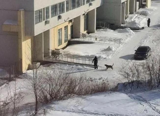 За бродячих собак, искусавших пятерых детей, заплатит мэрия Челябинска