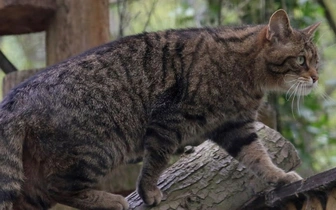 Лесные коты вернутся в Англию