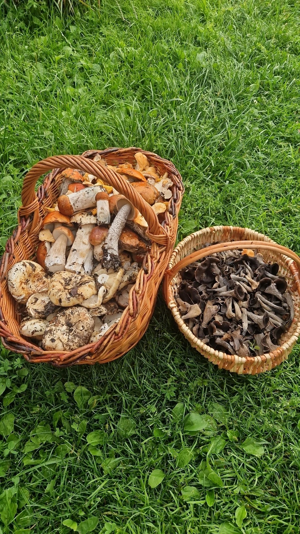 Источник: Дары лесов Урала. Грибы Екатеринбурга и области / Vk.com