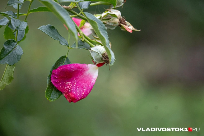 Источник: Елена Буйвол / VLADIVOSTOK1.RU