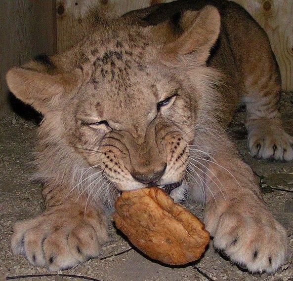 Источник: «Иркутский зоопарк» / Telegram