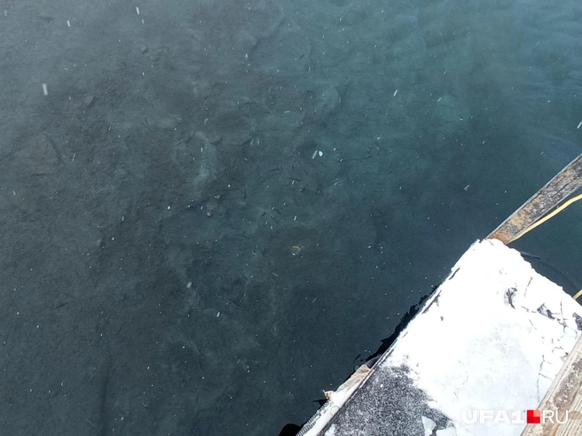 В воде виднеются рыбки — они кажутся сонными | Источник: Марина Каримова / UFA1.RU