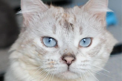 Yekaterinburg Woman Nearly Pays $2,500 to Adopt Stray Cat