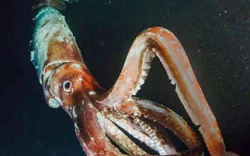 Кракен: что известно науке о гигантских кальмарах