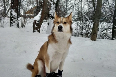 Пес Ричард спас замёрзшую пенсионерку в Донском