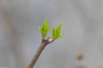 Воронежцев ждет похолодание после кратковременного потепления