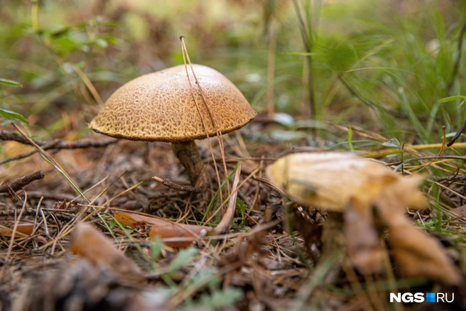 Женщины пошли на «тихую охоту» | Источник: Александр Ощепков / NGS.RU