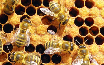 Мёд против пчёл