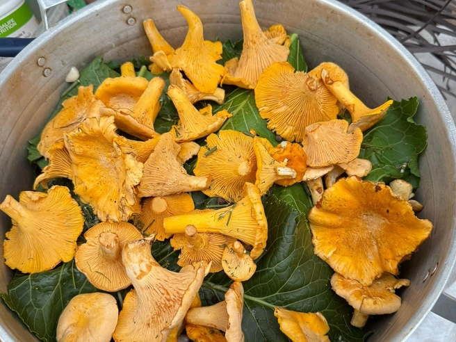 Выглядят эти лисички так, что хочется немедленно поехать в лес  | Источник: Грибы. Ягоды. Травы. Челябинск и область. / Vk.com