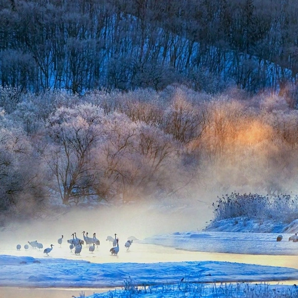 Финалист в номинации «Животные в естественной среде» | Источник: Hira Punjabi / Nature inFocus Awards 2024