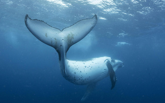 Ученые показали, как обедают горбатые киты