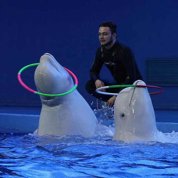 Пример одного из элементов шоу | Источник: Приморский океанариум / Primocean.ru