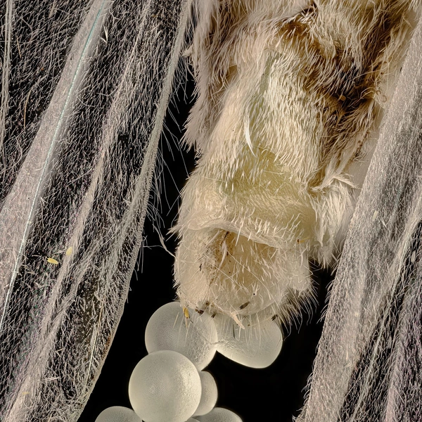 Пятнадцатое место. Пяденица откладывает яйца | Источник: Zhang You / Nikon Small World 2025