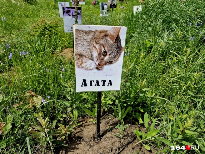 Интересно, в какой семье жила Агата? | Источник: Виктория Федорова / 164.RU