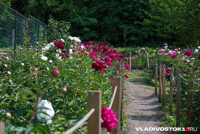 В мае нужно обязательно подвязать пионы | Источник: Елена Буйвол / VLADIVOSTOK1.RU