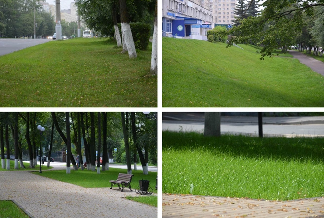 газоны во владимире