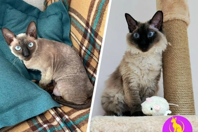 Perm sphinx cat needs home, changes fur with weather