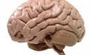 Обнаружен участок в головном мозге человека, в котором таится зло
