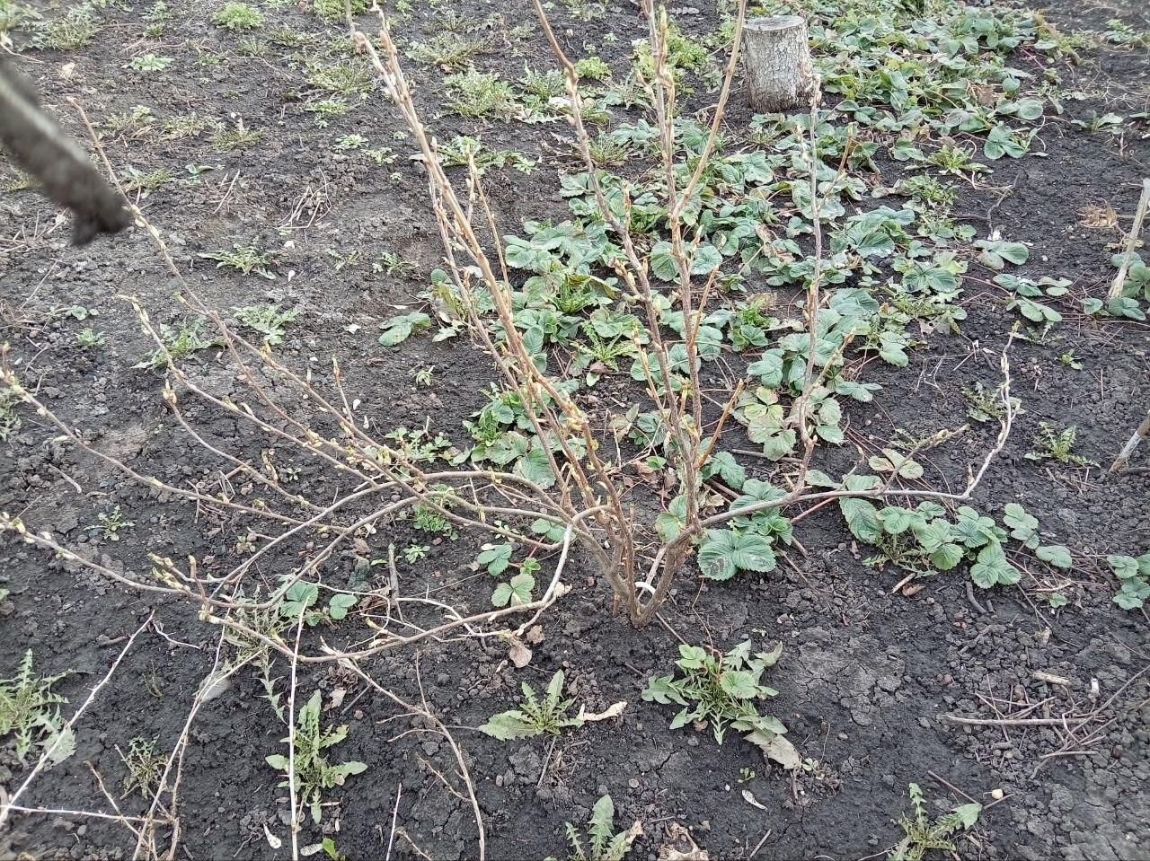 Ягоды пойдут в сумасшедший рост: чем подкормить смородину, малину, крыжовник ранней весной