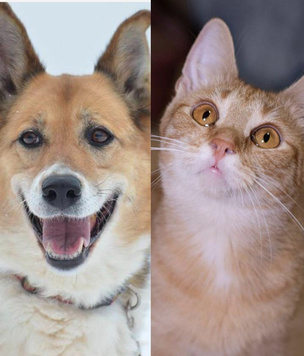 Котопёс недели: возьмите из приюта улыбчивую собаку Ласточку или игривую кошку Аризону