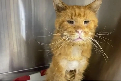 Shelter loses battle to save cat found in dumpster