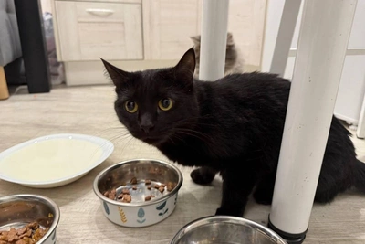 Tenants abandon emaciated dog and cats in Tyumen