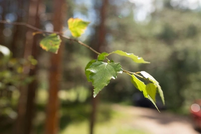 Берещенье: народные традиции 11 апреля