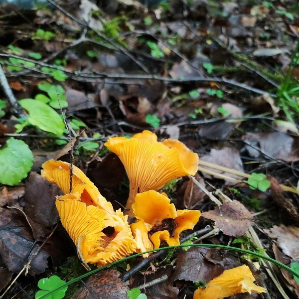 Источник: Максим Беляков / Грибы в Подмосковье 2025 / VK.com