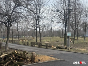 Срубленные деревья в парке ДГТУ | Источник: Марина Рыбалкина / 161.RU