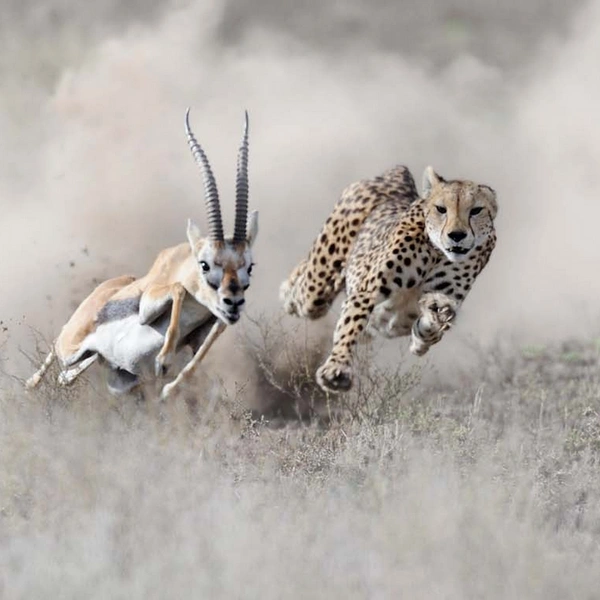 «Что-то пошло не так» | Источник: Grégoire Bouguereau / European Wildlife Photographer of the Year 2014