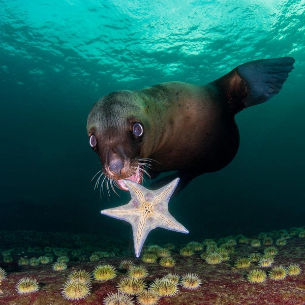 Источник: Nature TTL Photographer of the Year