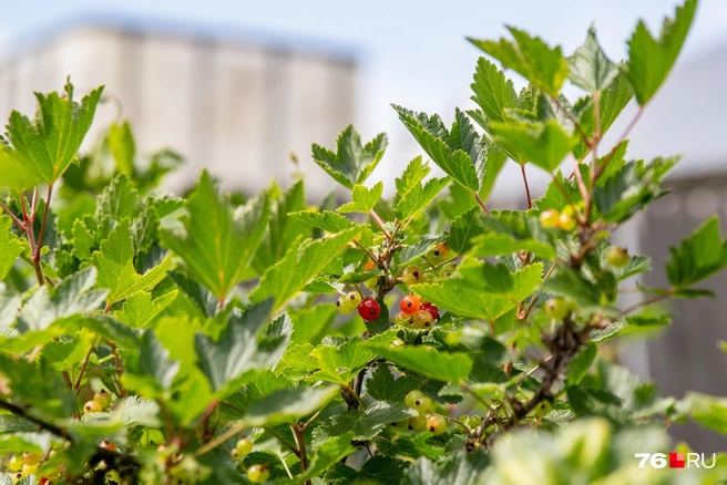 Смородина отлично зимует без дополнительного укрытия | Источник: Кирилл Поверинов / 76.RU