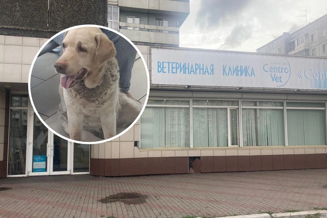 Ветеринары лечили пса, а счет оплатили неравнодушные красноярцы. Хозяйка собаки пришла в клинику с полицейскими | Источник: Хатико / Vk.com, Юлия Жемер