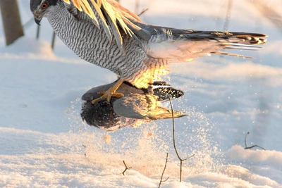 Northern goshawk hunts rats in Udelnaya Park