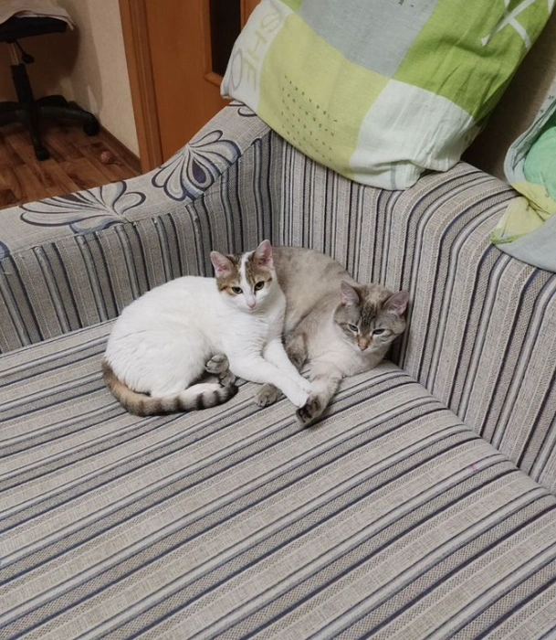Кошка максимально дружелюбна к людям и обожает перенимать поведение других животных | Источник: сайт бесплатных объявлений