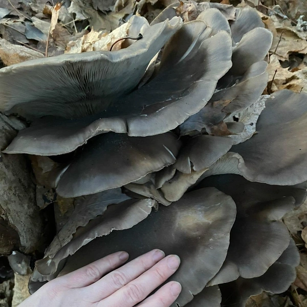 Источник: Ольга Шувалова / Грибы в Подмосковье 2025 / VK.com