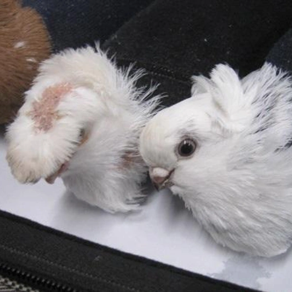 Источник:  Северо-Западное таможенное управление