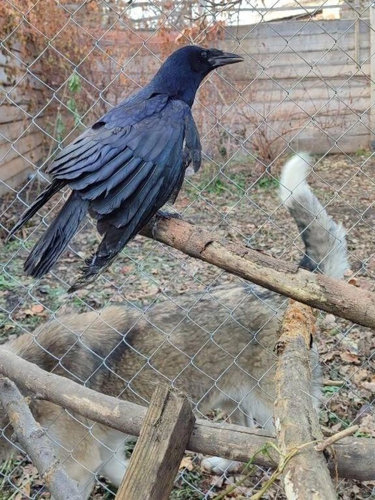 У ворон сложно определить пол, поэтому его назвали Хугин | Источник: Татьяна Праздникова