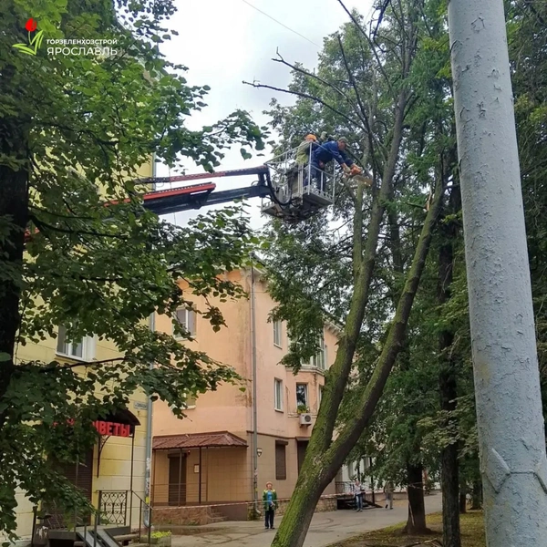 Некоторые деревья едва удержались от того, чтобы рухнуть вниз | Источник: МБУ Горзеленхозстрой / vk.com