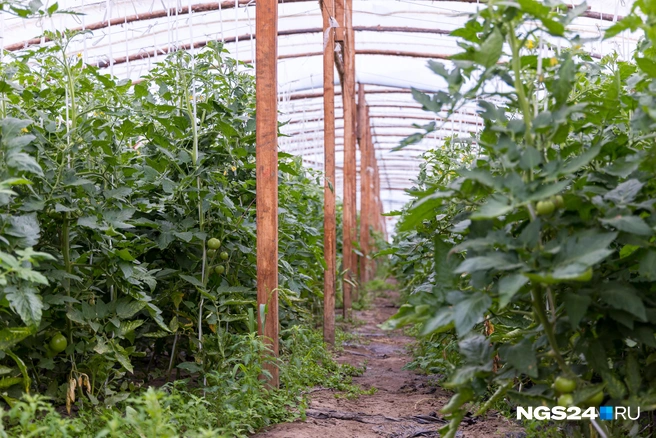 Когда рассаду можно высаживать в грунт  | Источник: Артем Ленц / NGS24.RU 